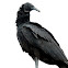 Black Vulture