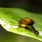 Snail
