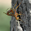 Ichneumon wasp