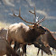 Elk