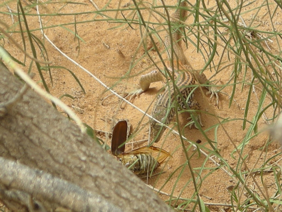 Spotting Image 1