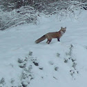 Red Fox