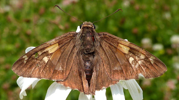 Spotting Image 1