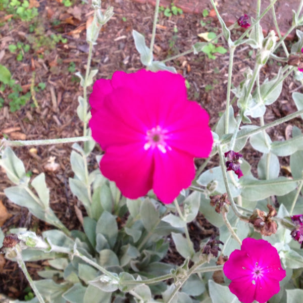 Rose Campion Project Noah