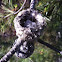 Hummingbird Nest