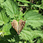 Speckled Wood