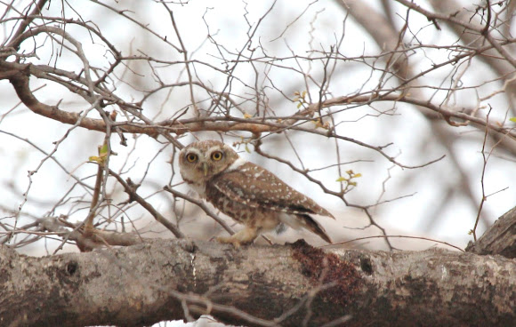 Spotting Image 1