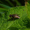 Hoverfly