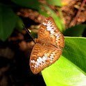 Malay Viscount