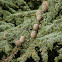 Atlas Cedar