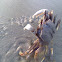 horn eyed ghost crab