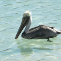 Brown Pelican