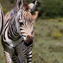 Zebra