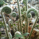 Christmas fern
