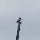 Belted Kingfisher