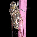 Cicada