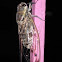 Cicada