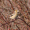 Hawfinch