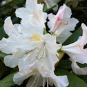 Rhododendron