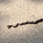 Black rat snake