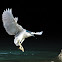 Black-Crowned Night Heron (夜鷺)