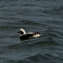 Long-tailed Duck