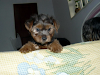 Bellos Cachorritos Yorkshire Terrier
