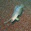 Peacock razorfish juvenile