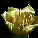 Tulip Poplar Tree