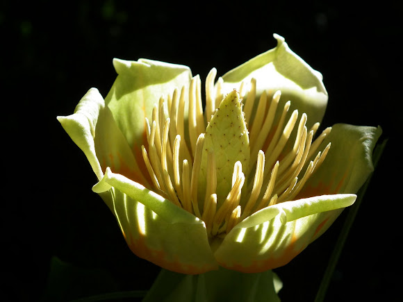 Spotting Image 1