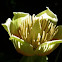 Tulip Poplar Tree