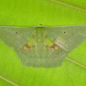 Moth