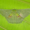 Moth