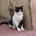 Stray Cat