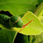 common mormon [caterpillar]