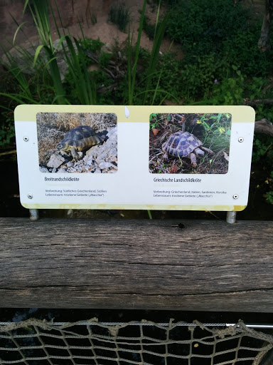 Tiergarten - Breitrandschildkröte