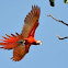 Scarlet Macaw