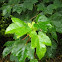 Sycamore Maple