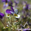 Heartsease