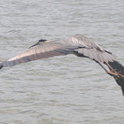 Blue Heron
