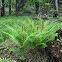 Cinnamon Fern