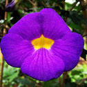 bush clockvine