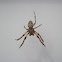 Larinioides patagiatus