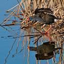 Calamón común (Purple Swamphen)