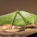 Leaf Katydid