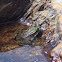 Bullfrog