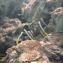 Lobster