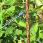 Common Blue Damselfly