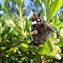 Red Admiral
