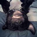 Part American  Part staffordshire Part ?
